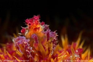 Small candy crab by Pietro Cremone 